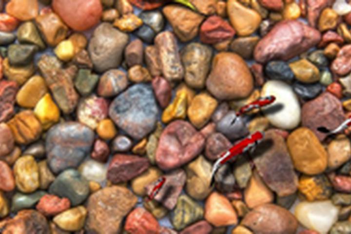 Rocky Pond - interactive app thumbnail