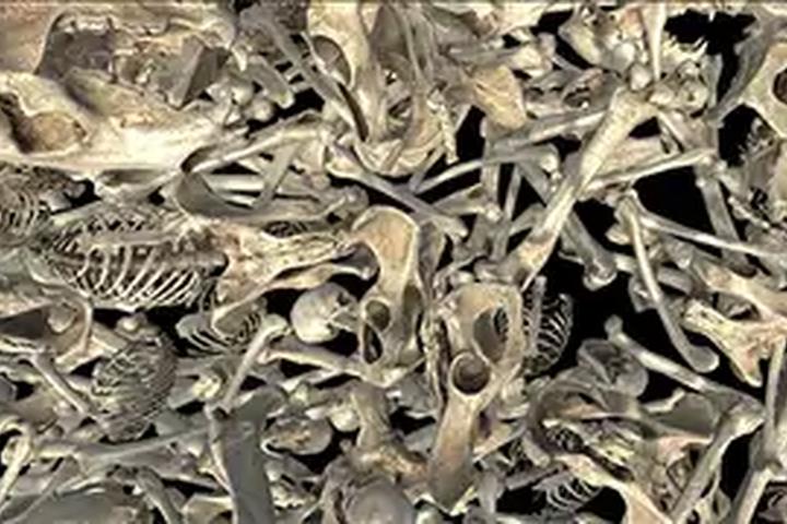 Bone Pit - interactive app thumbnail