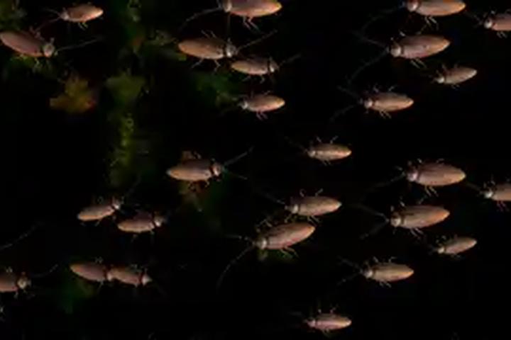 Bug Splat - interactive app thumbnail