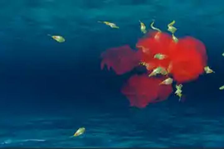 Piranha Pond - interactive app thumbnail