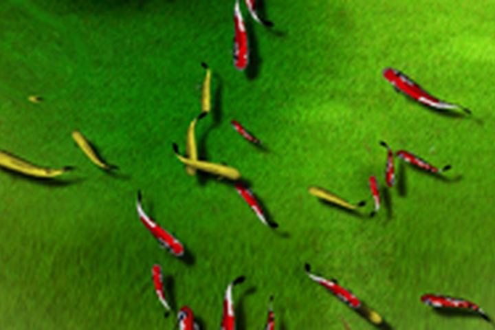 Green Mat Fish - interactive app thumbnail
