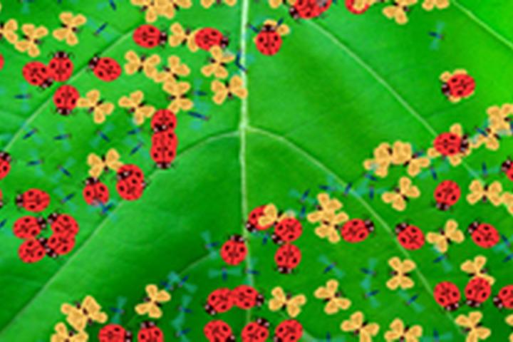 Bug Scatter - interactive app thumbnail