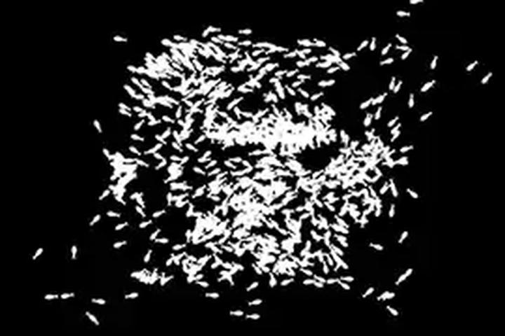 Simple Fish School - interactive app thumbnail