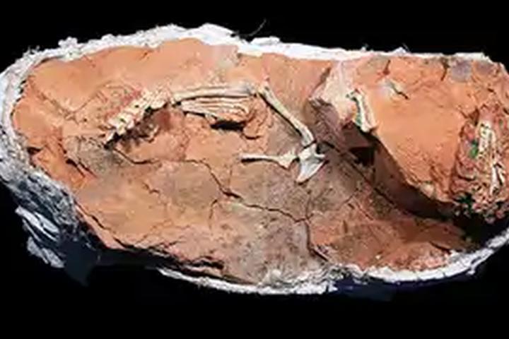 Buriolestes Fossil - interactive app thumbnail