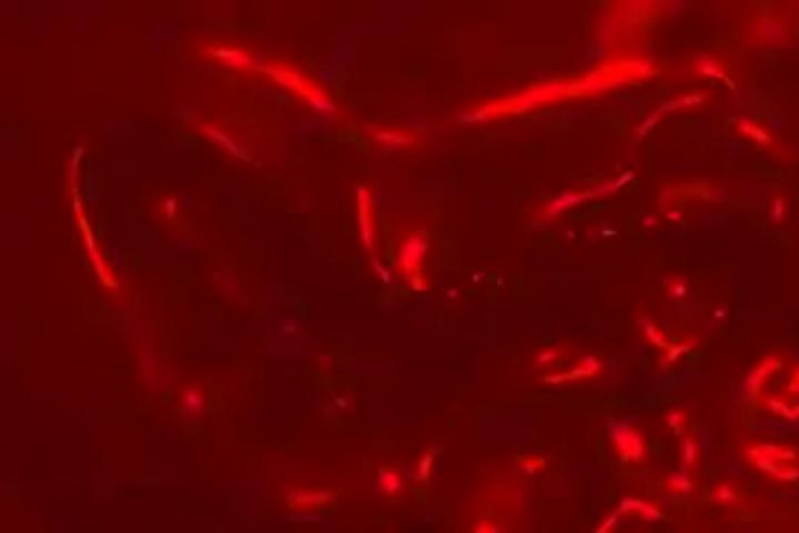 3D Blood Floor - interactive app thumbnail