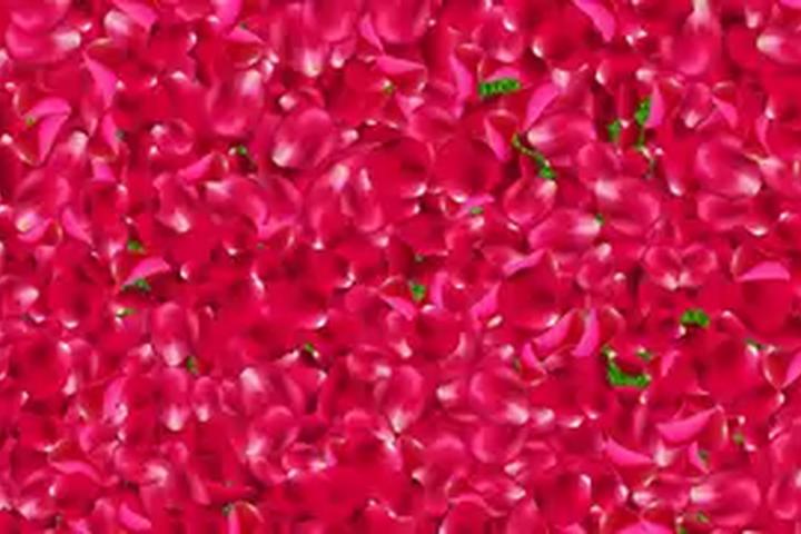 Beautiful Rose Petals - interactive app thumbnail