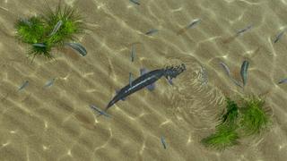 Hudson River Pond - interactive app thumbnail