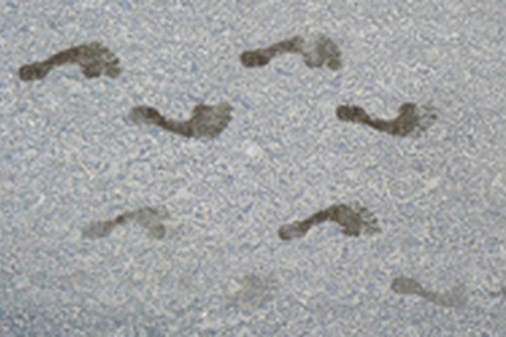 Wet Footprints - interactive app thumbnail