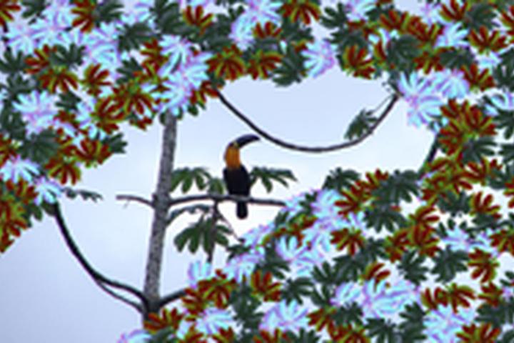Toucan - interactive app thumbnail