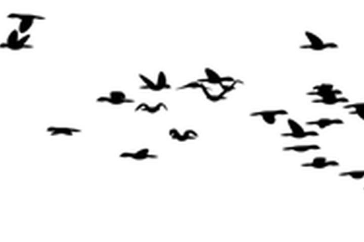 Flock of Birds - interactive app thumbnail